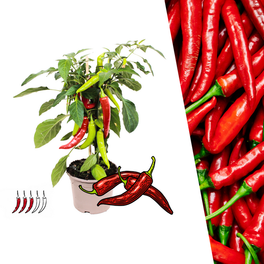 Plukgroente  - Rode hete peper plant - Ø 14 cm - ↨ 45 cm