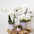 Orchidées Kolibri | Orchidée Phalaenopsis blanche en pot de 9 cm de diamètre | Amabilis | Plante d'intérieur fleurie - fraîchement cueillie