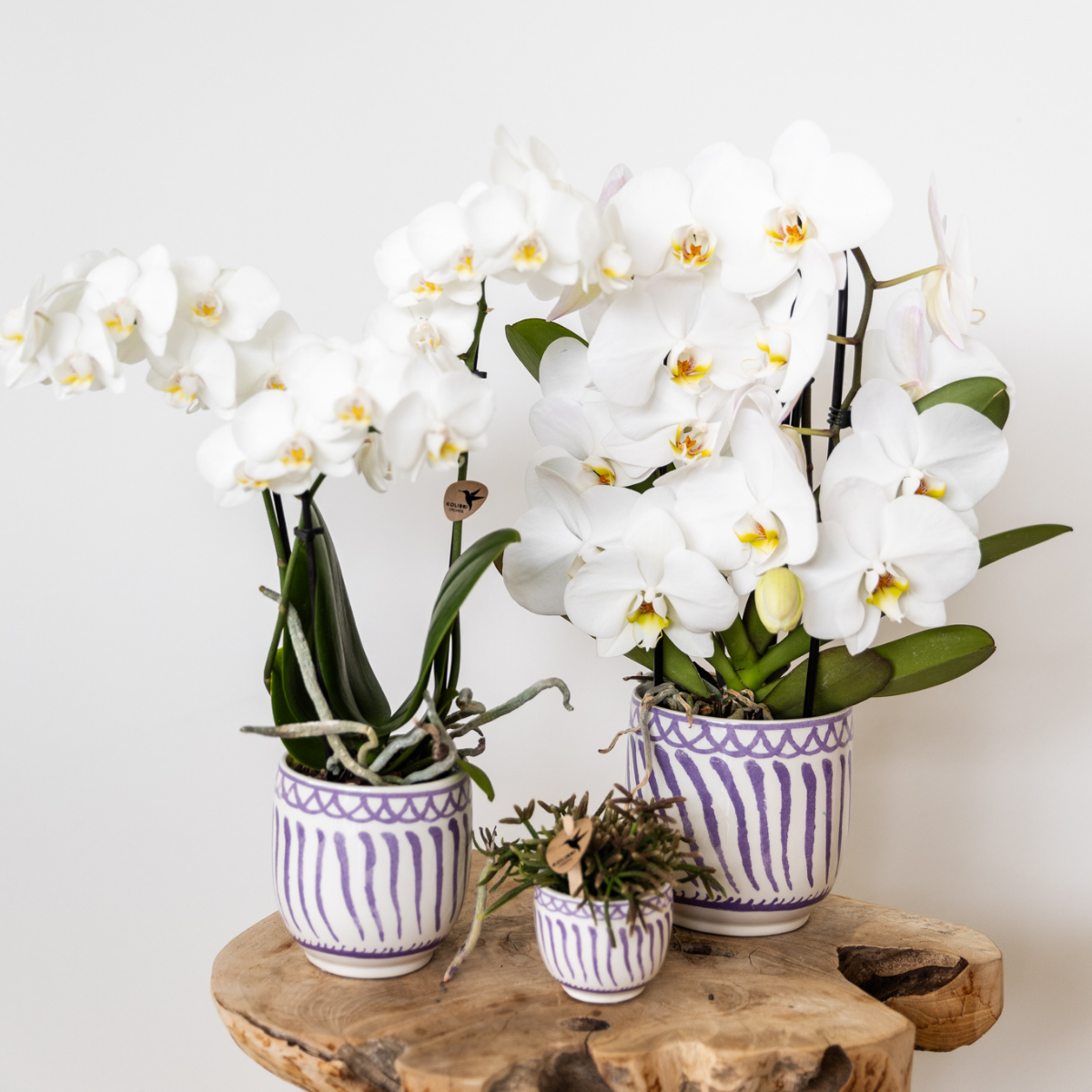 Orchidées Kolibri | Orchidée Phalaenopsis blanche en pot de 9 cm de diamètre | Amabilis | Plante d'intérieur fleurie - fraîchement cueillie