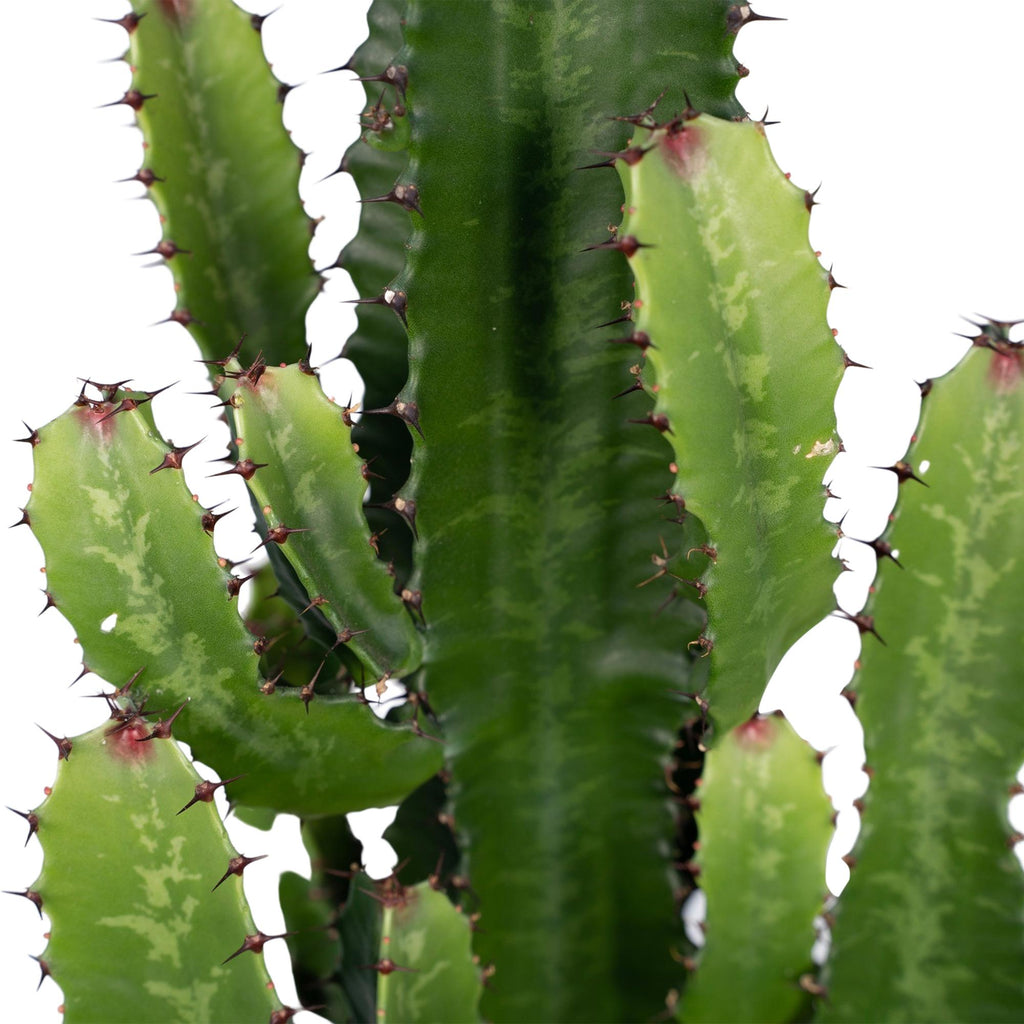 Euphorbia Acrurensis - Ø24cm - ↕60cm