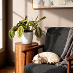 Green boutiQ - Kamerplant - Maranta Fascinator Tricolour - Gebedsplant - Huisdiervriendelijke Plant - Groen - 1 Plant - met Potter Wit - Pot 12cm - Hoogte 25cm