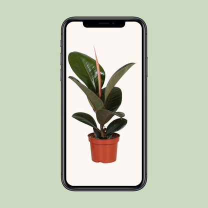 Ficus Elastica Robusta – Ø12cm – ↕35cm