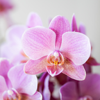 Kolibri Orchids | COMBI DEAL van 4 Phalaenopsis orchideeën - Treviso - potmaat Ø9cm | bloeiende kamerplant - vers van de kweker