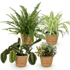 Green boutiQ - Kamerplant - Chlorophytum - Maranta - Calissia - Nephrolepsis - Mix van 4 - Huisdiervriendelijke Planten - Groen - 4 Planten - met Mand - Pot 12cm - Hoogte 25cm
