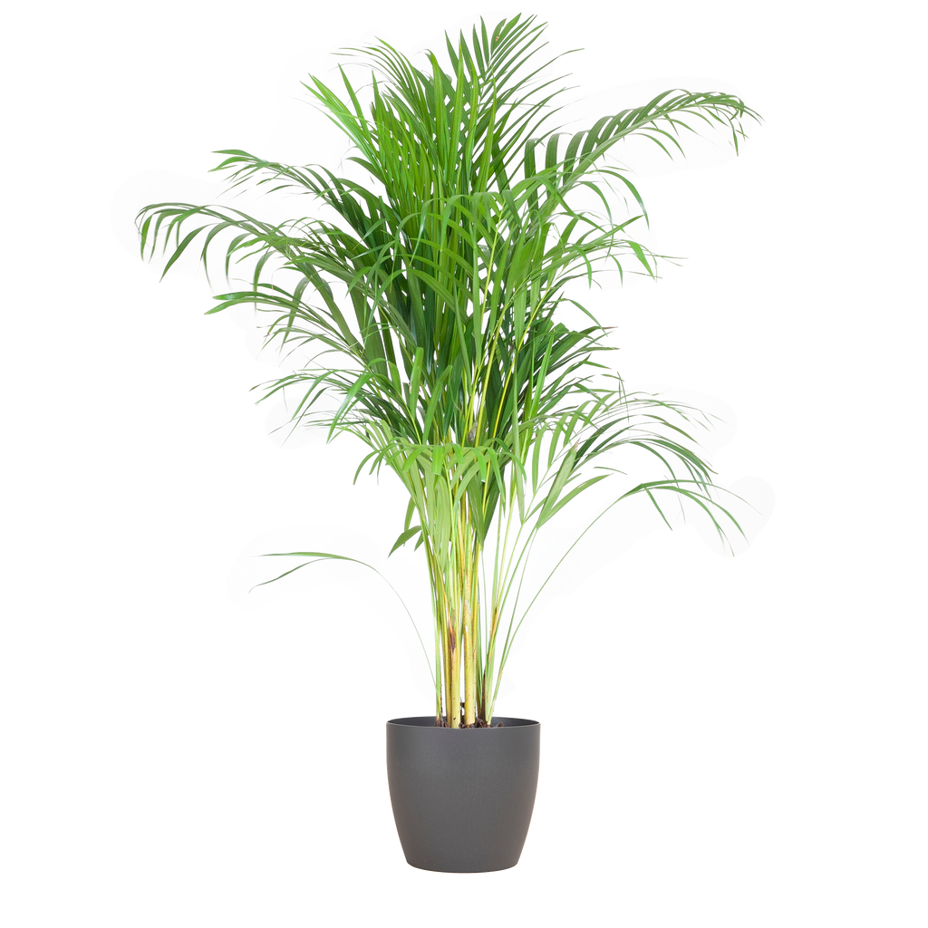 Areca Palm (Dypsis) mit Viber Grijs - 100cm - Ø21