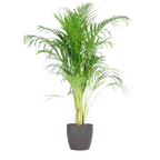 Areca Palm (Dypsis) mit Viber Grijs - 100cm - Ø21