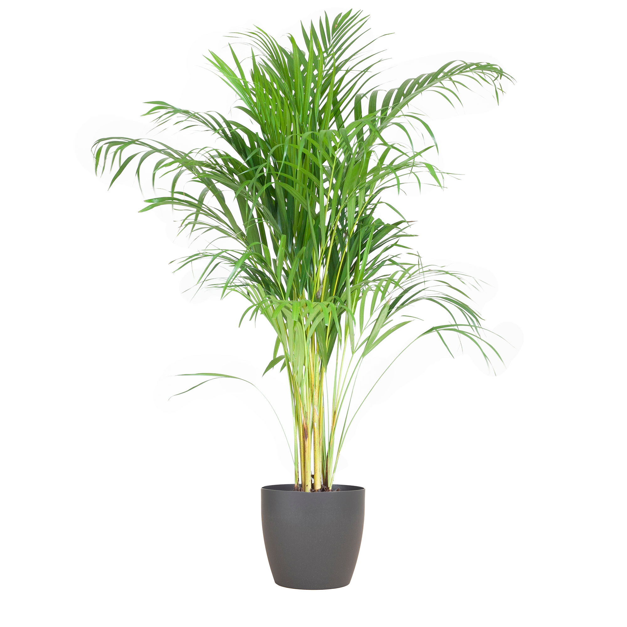 Areca Palm (Dypsis) mit Viber Grijs - 100cm - Ø21