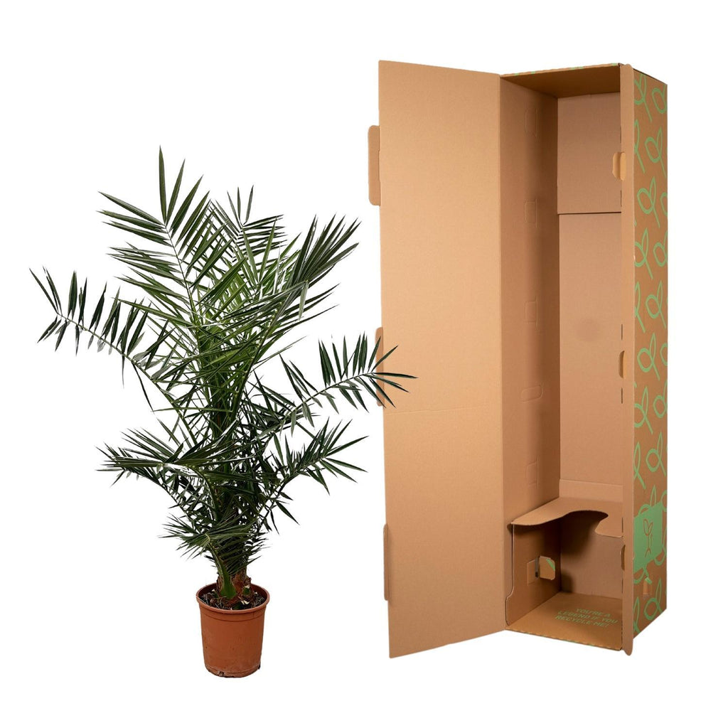 Phoenix Canariensis - 140 cm - Ø21cm