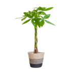 Pachira Aquatica met Mand Lissabon zwart - 80cm - Ø21