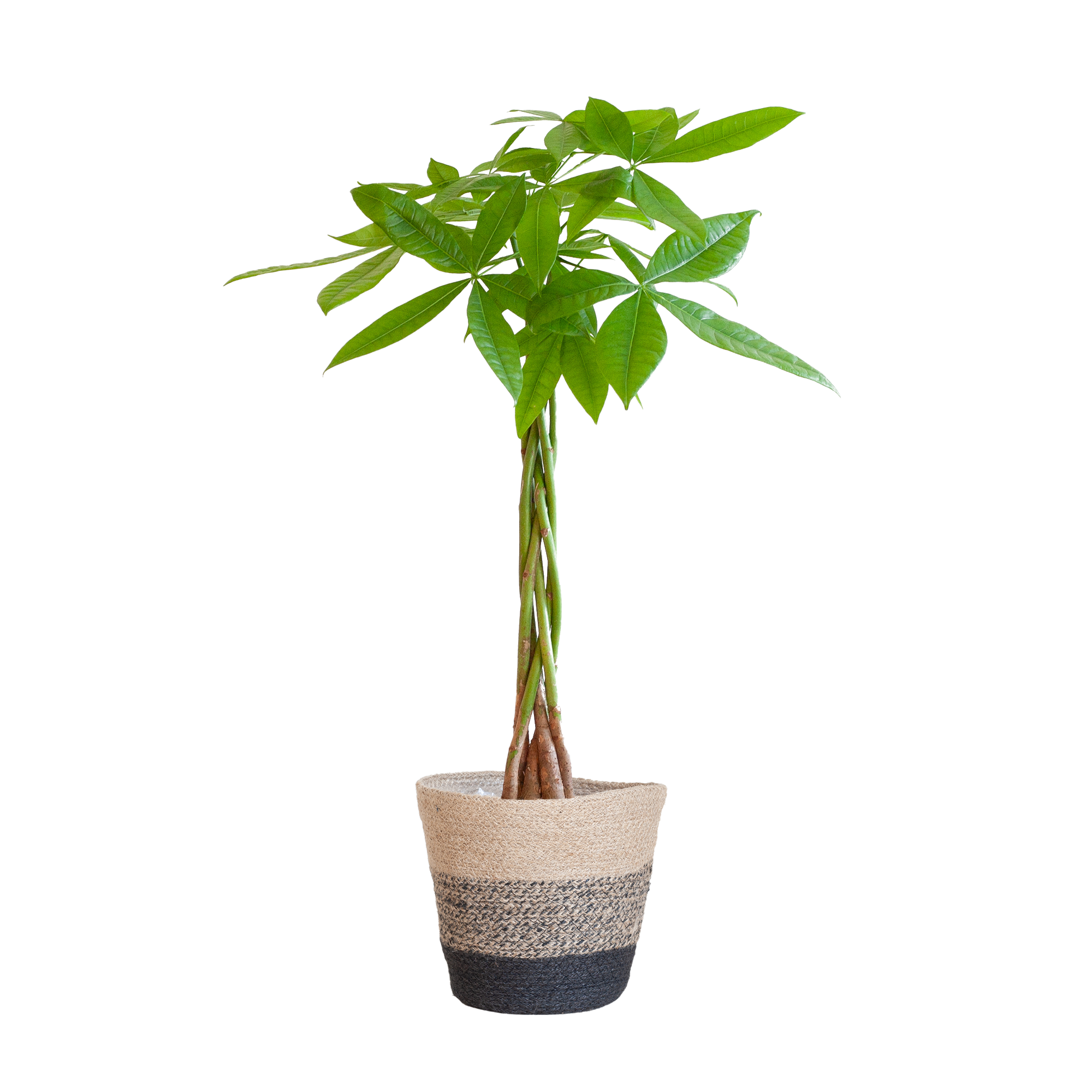 Pachira Aquatica met Mand Lissabon zwart - 80cm - Ø21