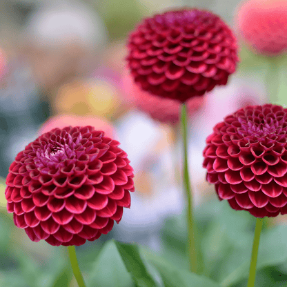 Flowerbulbs Amsterdam - 24 dahlia natal knollen voor 4 m², prachtige kogelronde bloemen
