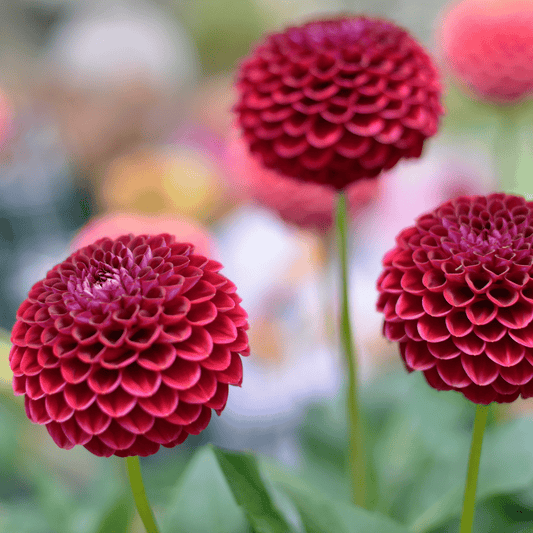 Flowerbulbs Amsterdam - 24 dahlia natal knollen voor 4 m², prachtige kogelronde bloemen