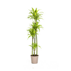 Dracaena Deremensis Lemon Lime Ø27cm - ↕170 - 190cm