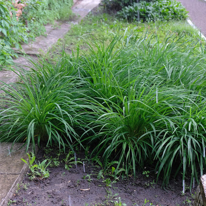 Green boutiQ – Ziergräser – Carex morrowii Irish Green – Grün &amp; Gelb – 4 Pflanzen – Immergrün – Pflegeleicht – Topf 17 cm, Höhe 50 cm