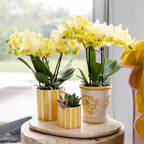 Orchidée colibri | Orchidée Phalaenopsis jaune - Albenga - Pot de Ø9cm | Plante d'intérieur fleurie - Fraîchement cueillie