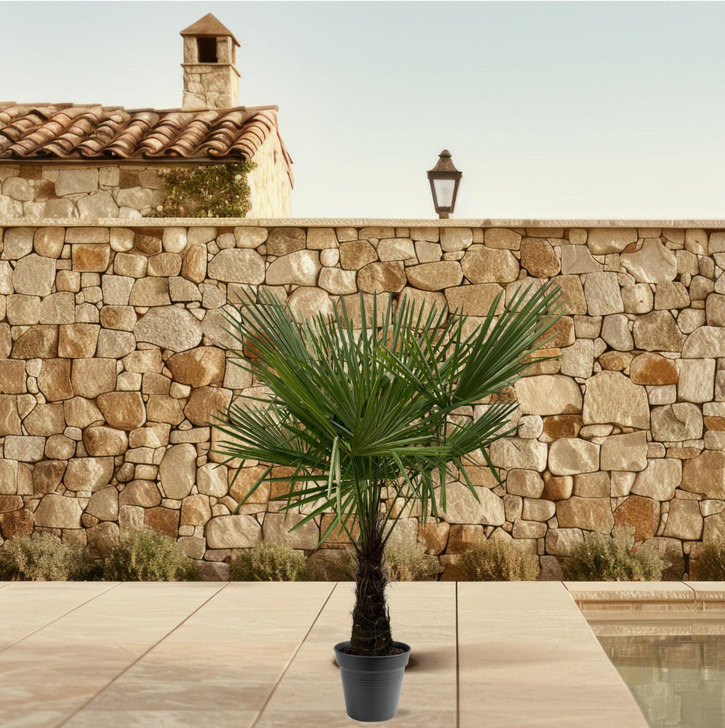 Trachycarpus Fortuneii – 160–180 cm – Ø30