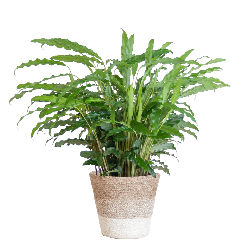 Calathea Rufibarba met Mand Lissabon wit - 55cm - Ø17