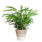 Calathea Rufibarba met Mand Lissabon wit - 55cm - Ø17