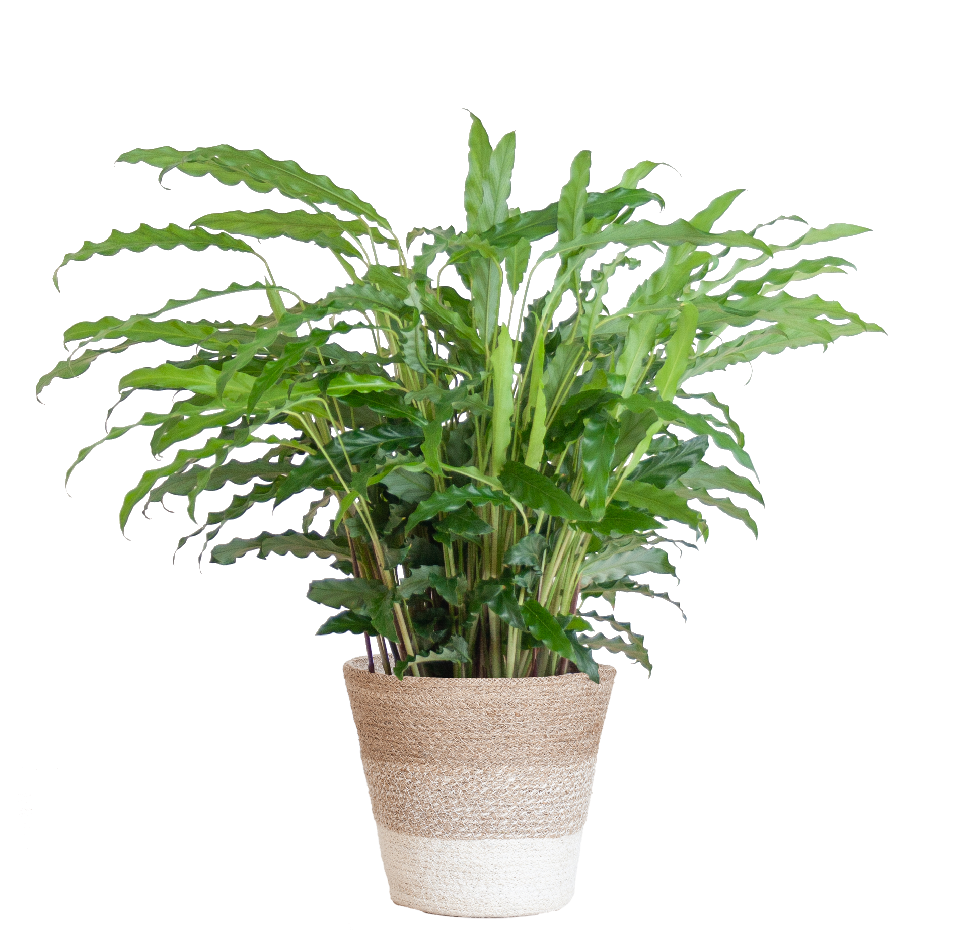 Calathea Rufibarba met Mand Lissabon wit - 55cm - Ø17