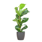 Ficus Lyrata met Viber pot grijs - 80cm - Ø21