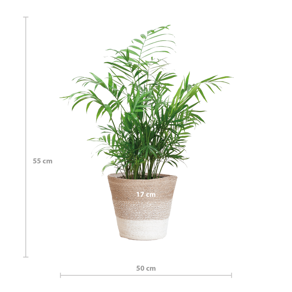 Chamadorea Elegans met Mand Lissabon wit - 55cm - Ø17