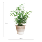 Chamadorea Elegans met Mand Lissabon wit - 55cm - Ø17