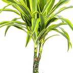 Dracaena Deremensis Lemon Lime met mand Ø21cm - ↕90 - 110cm