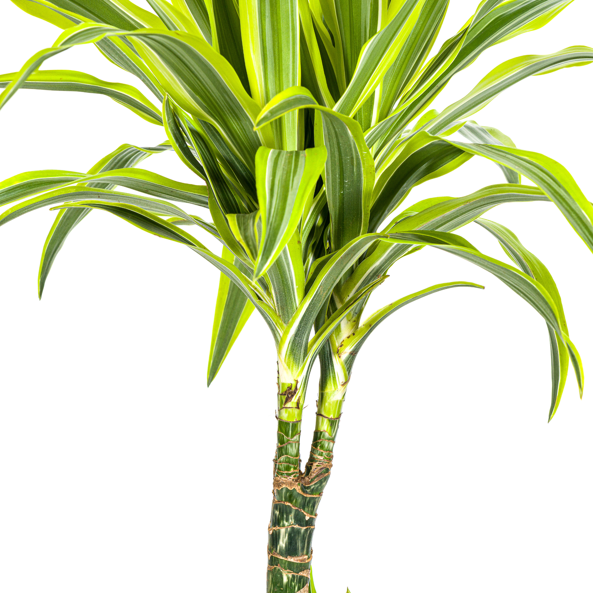 Dracaena Deremensis Lemon Lime met mand Ø21cm - ↕90 - 110cm