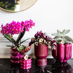 Orchidées Kolibri | Orchidée phalaenopsis violette, pot de 9 cm de diamètre | Morelia | Plante d'intérieur fleurie - fraîchement cueillie