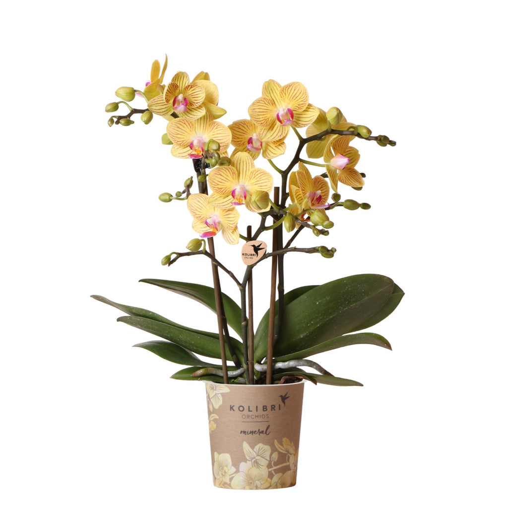 Kolibri Orchids | gele Phalaenopsis orchidee - Lima - potmaat Ø9cm | bloeiende kamerplant - vers van de kweker