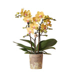 Kolibri Orchids | gele Phalaenopsis orchidee - Lima - potmaat Ø9cm | bloeiende kamerplant - vers van de kweker