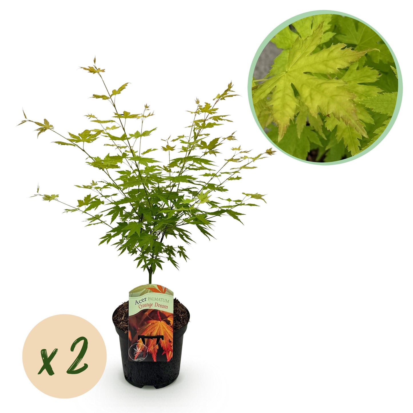 Green boutiQ – Terrassenpflanze – Japanischer Ahorn – Acer palmatum Orange Dream – Orange – 2 Pflanzen – Laubabwerfend – Topf 19 cm, Höhe 70 cm