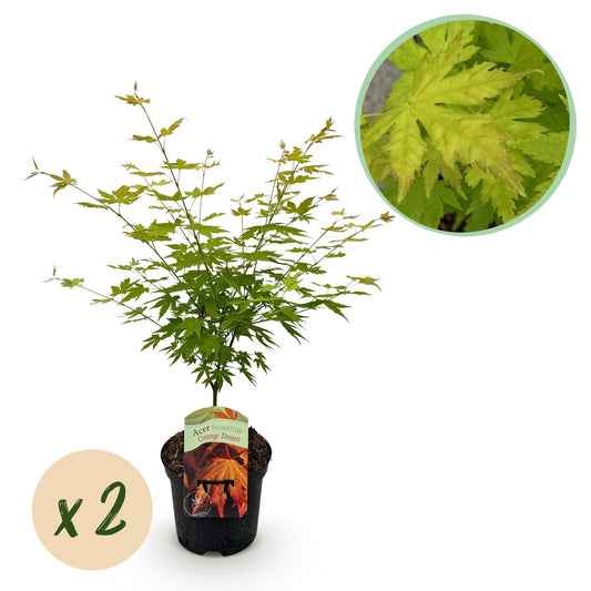 Green boutiQ - Terrasplant - Japanse Esdoorn - Acer palmatum Orange Dream - Oranje - 2 Planten - Bladverliezend - Pot 19cm Hoogte 70cm