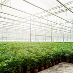 Areca palm - Ø21cm - ↕130cm