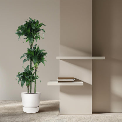 Dracaena Tatuade – 140 cm – ø24