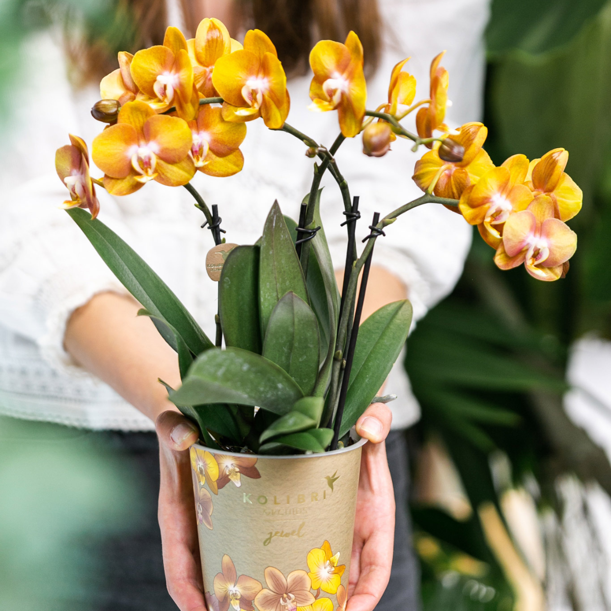 Kolibri Orchids | oranje gouden Phalaenopsis orchidee potmaat Ø12cm | Jewel Las Vegas | bloeiende kamerplant - vers van de kweker