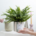 Nephrolepis Green Lady Gift "Breath" WITH GREETING CARD! - Ø12cm - ↕35cm