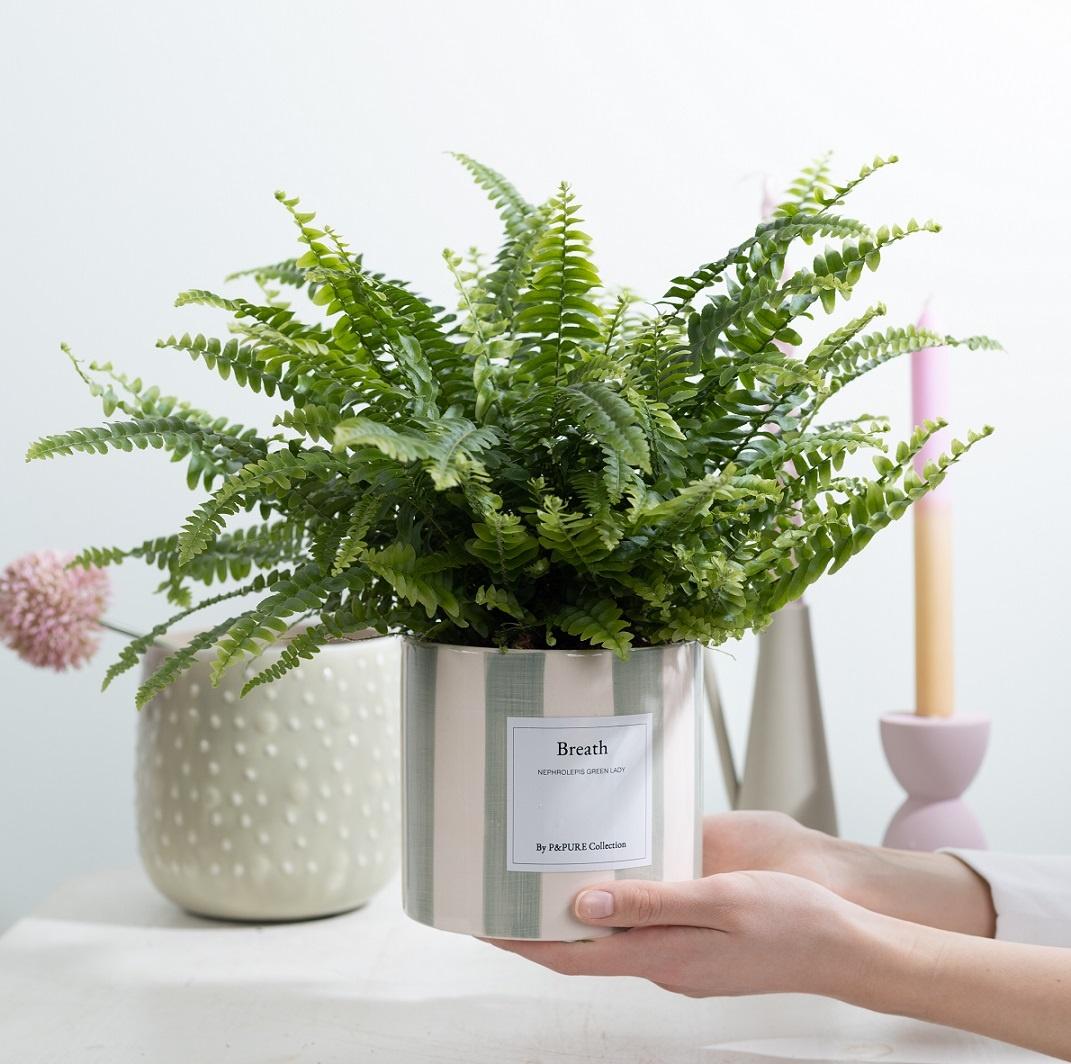 Nephrolepis Green Lady Gift "Breath" WITH GREETING CARD! - Ø12cm - ↕35cm