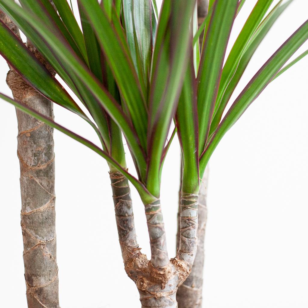 Dracaena Marginata mit Viber-Topf grau - 95cm - Ø21