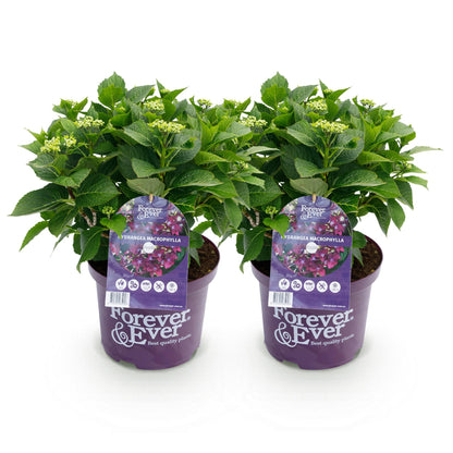 Green boutiQ – Terrassenpflanze – Hortensie – Hydrangea Forever &amp; Ever – Lila – 7–12 Blüten – 2 Pflanzen – Topf 23 cm, Höhe 55 cm