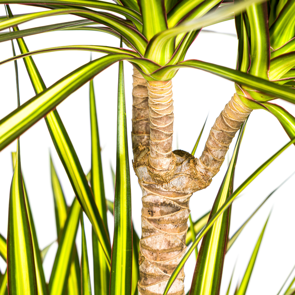 Dracaena Marginata Sunray met mand Ø24cm - ↕130 - 150cm