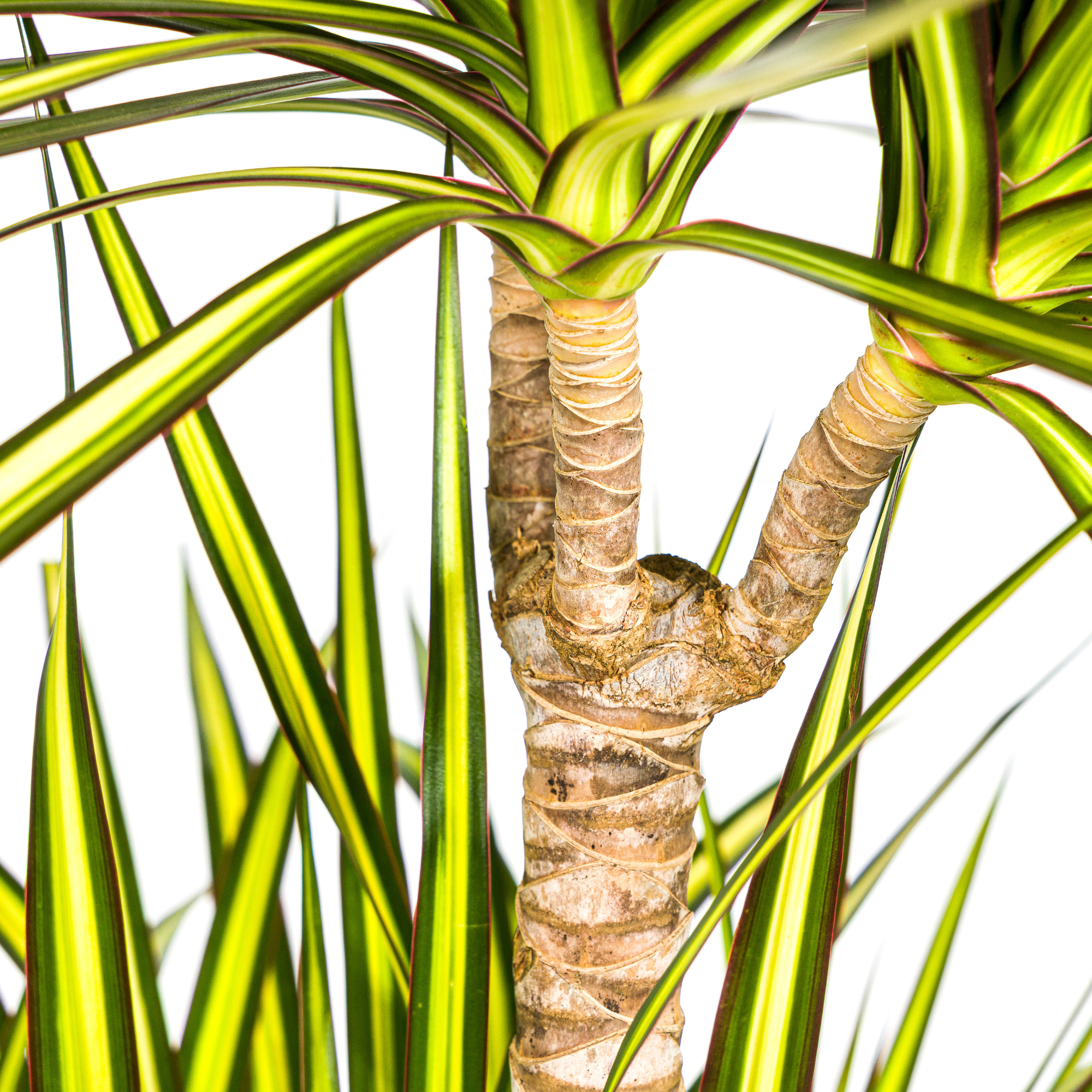 Dracaena Marginata Sunray met mand Ø24cm - ↕130 - 150cm