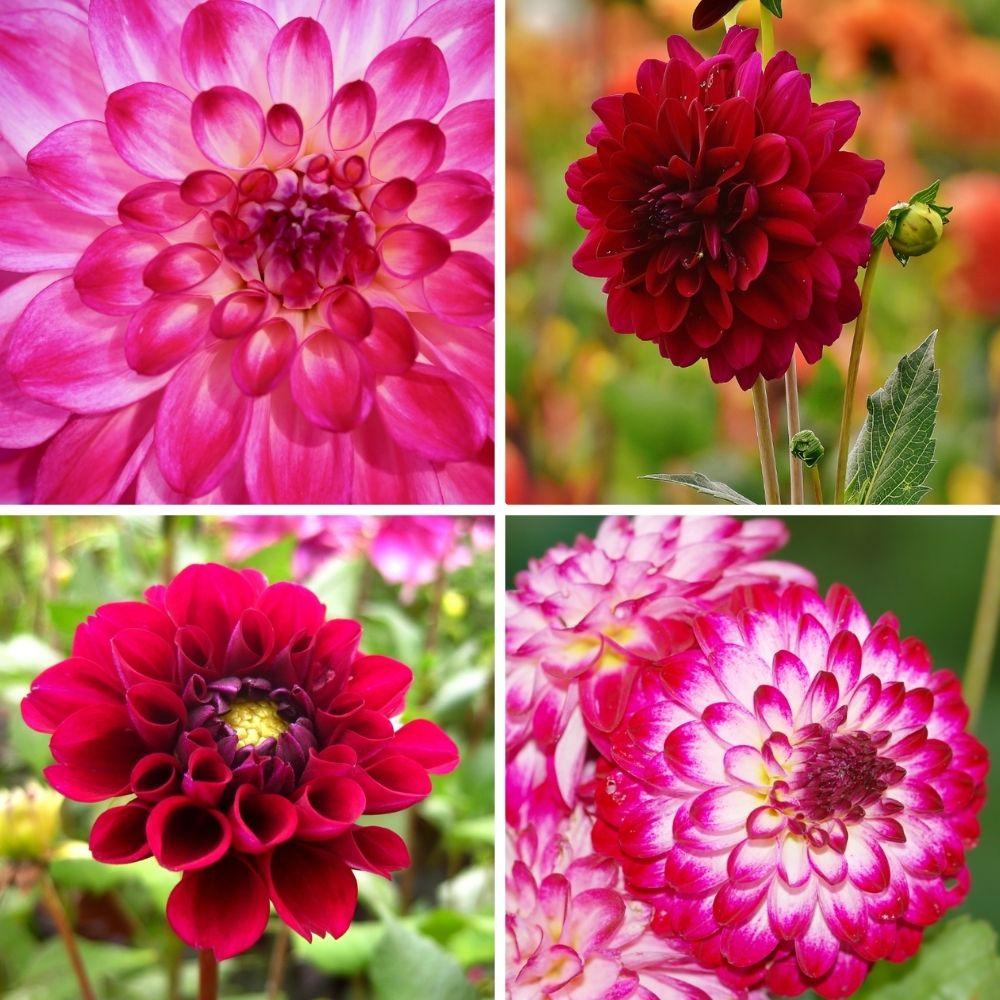 Flowerbulbs Amsterdam - Mix Outdoor Happiness, 6 Dahlia Little Robert & 6 Dahlia Heatwave knollen voor 2 m²
