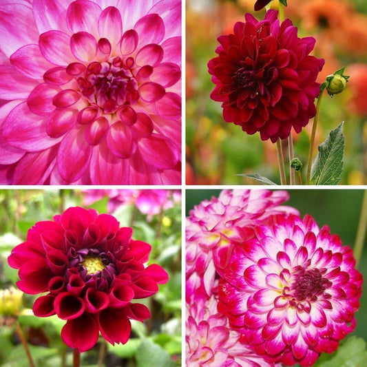 Flowerbulbs Amsterdam - Mix Outdoor Happiness, 6 Dahlia Little Robert & 6 Dahlia Heatwave knollen voor 2 m²