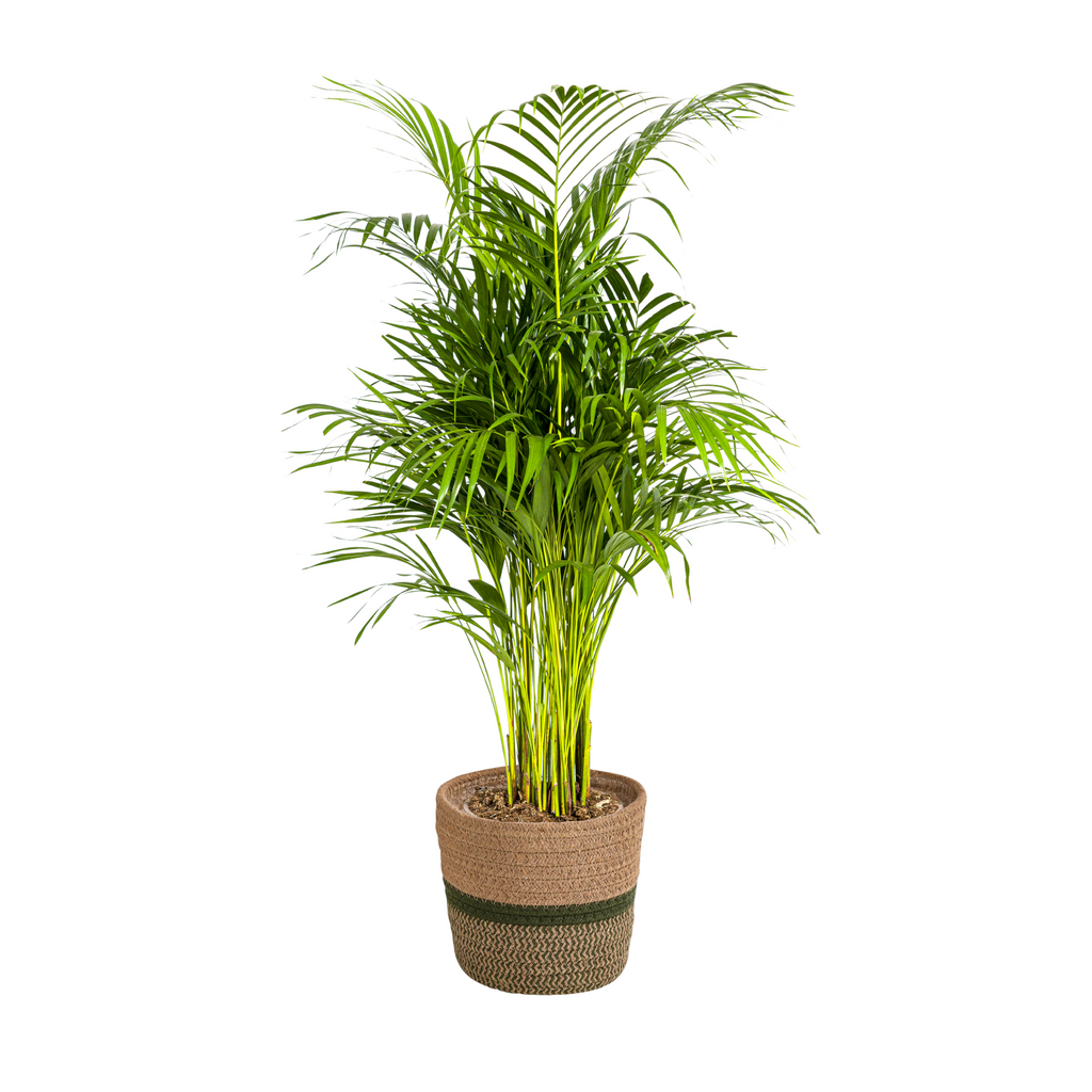Dypsis Areca Lutescens met mand Ø21cm - ↕100 - 120cm