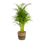 Dypsis Areca Lutescens met mand Ø21cm - ↕100 - 120cm