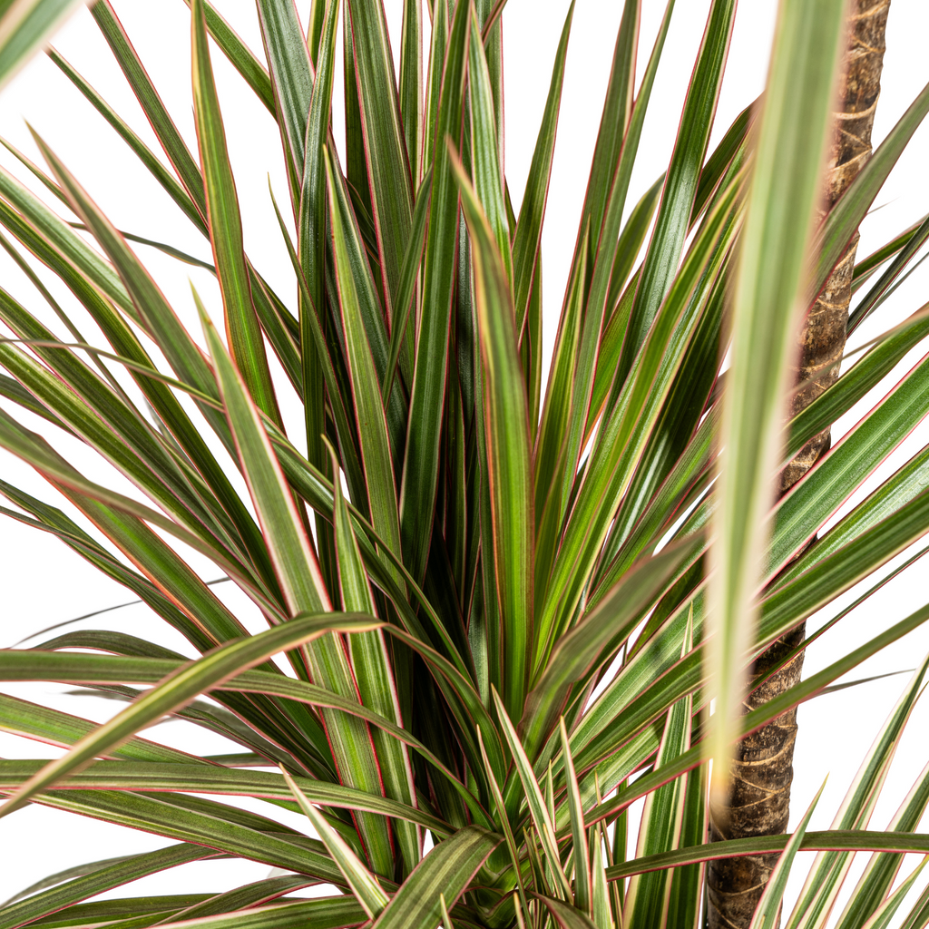 Dracaena Marginata Bicolor met mand Ø21cm - ↕110 - 130cm