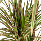 Dracaena Marginata Bicolor met mand Ø21cm - ↕110 - 130cm
