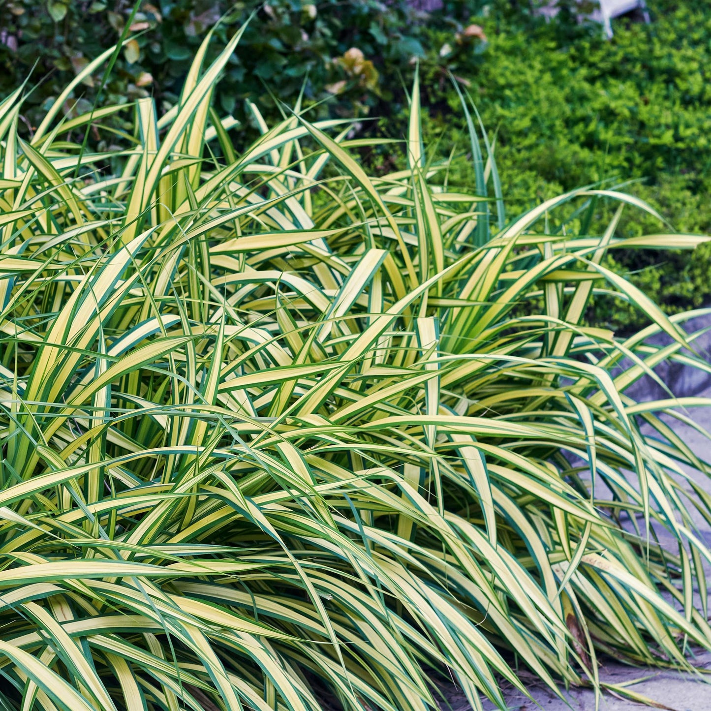 Green boutiQ – Ziergräser – Carex oshimensis Evergold – Gelb &amp; Grün – 4 Pflanzen – Immergrün – Geringer Pflegeaufwand – Topf 17 cm, Höhe 50 cm
