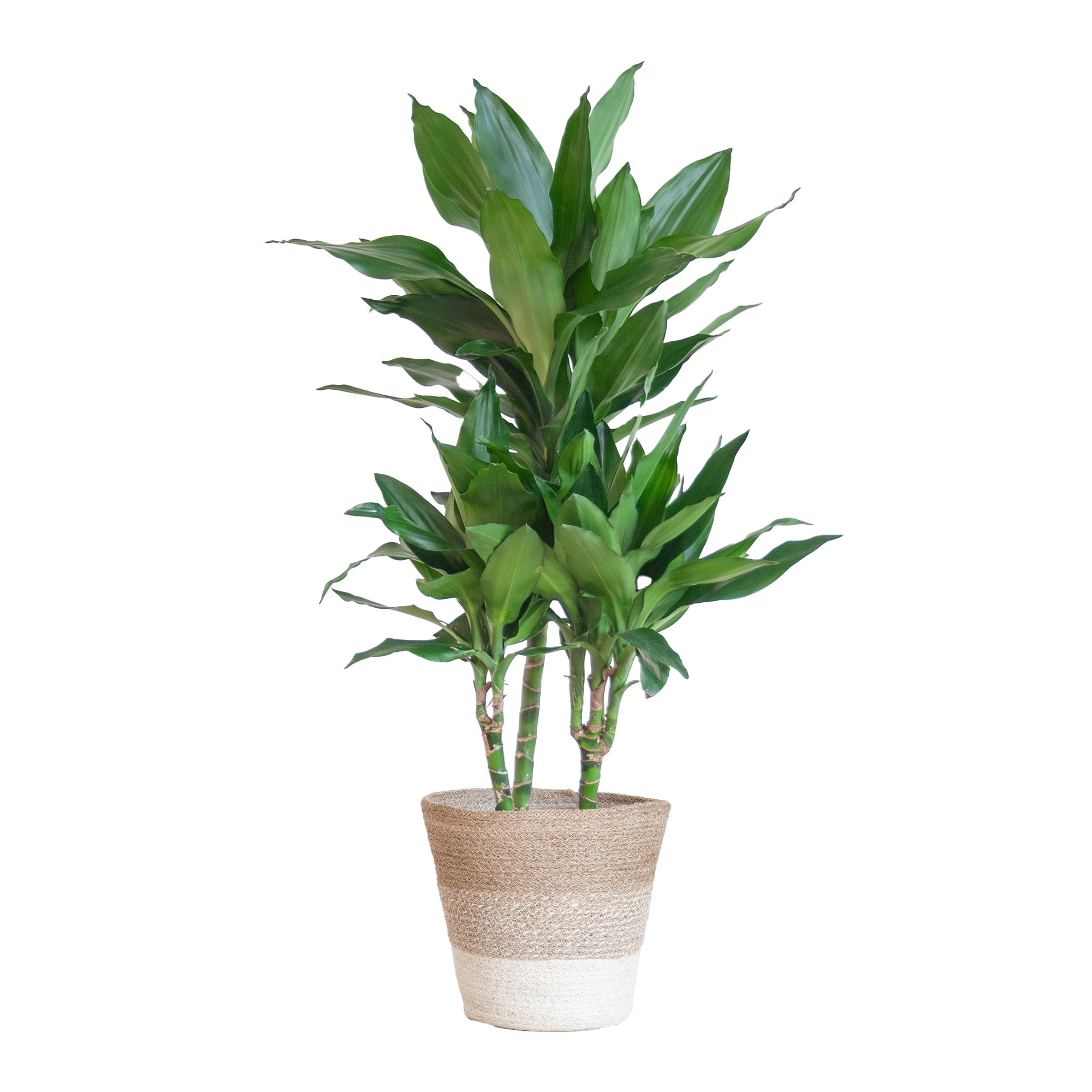 Dracaena  Janet Lindt met mand Lissabon wit - 95cm - Ø21